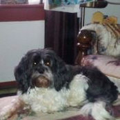 Linda Comries billede