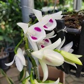 Đảm Nguyễn's photo