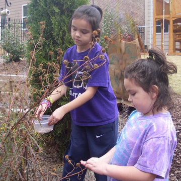 Saving perennial seeds for the birds