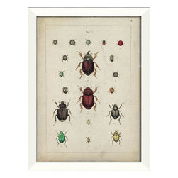 The Artwork Factory - Beetle Study II Framed Artwork - Prints And Posters