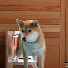 doggie stuff