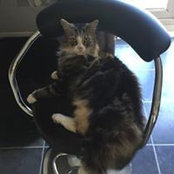 Tracy Flaherty's photo