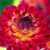 Kim Whitney's photo