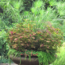 Flower Pots