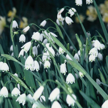 Heirloom Snowflake Leucojum aestivum