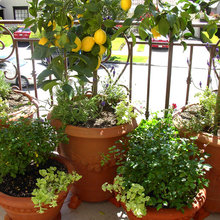 back yard landscape