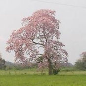 Jayat Py's photo