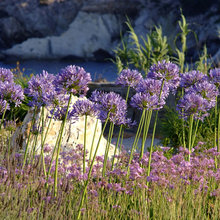 Jardín de la semana: Sol, mar, lavandas y lirios en el Mar Egeo