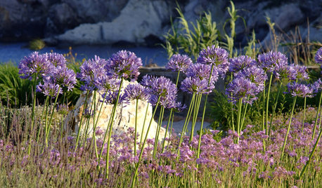 Jardín de la semana: Sol, mar, lavandas y lirios en el Mar Egeo
