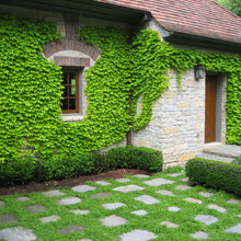 back yard surface