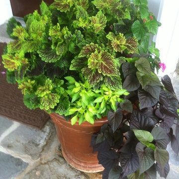 Container Gardens