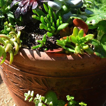 Succulent Planters