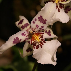 orchids - Products