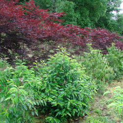 Plant and Trees - Outdoor Products