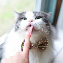 pet