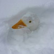 Colleen Harris's photo