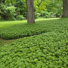 Birch garden