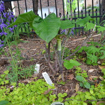 DIY Landscape - Woodland or Shade Gardening