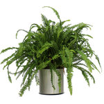 Scape Supply - Live 2' Fern 'Kimberly Queen' Package, Chrome - The fern is a long time player in the interior landscape industry.  It is well known for it's great air cleaning abilities and versatility, as it can be hung from above in the proper container. The fern likes a medium lit area with indirect sunlight.  It is one of the best plants for maintaining humidity in your indoor space.