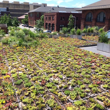 URBN Green Roof