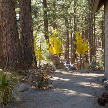 Forest home backyard renovation