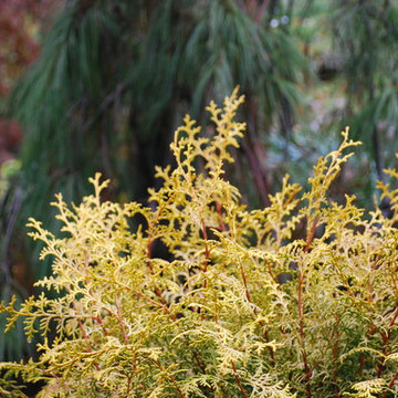 Chamaecyparis obtusa 'Lucas' with Pinus strobus 'Angel Falls'