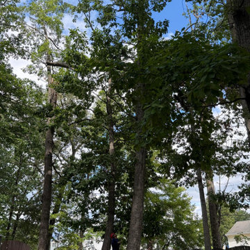 Professional Tree Removal & Property Cleanup