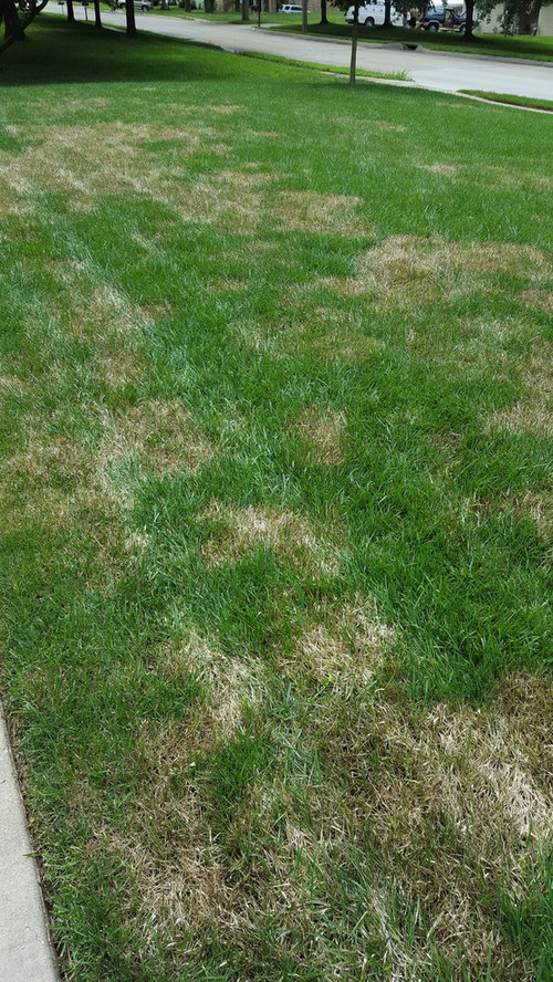 Parts of lawn died nearly overnight