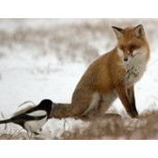 Bobbie Foxs foto