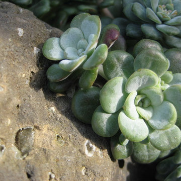 'Cape Blanco' Broadleaf Stonecrop