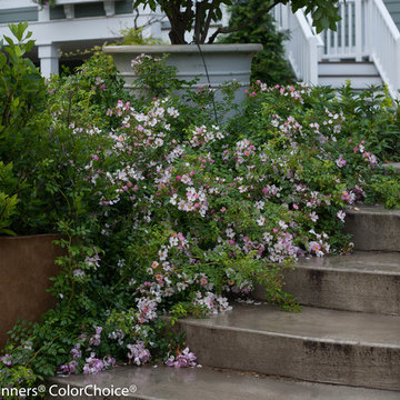 Oso Easy® Fragrant Spreader Landscape Rose