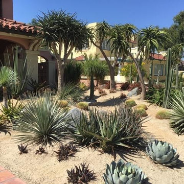 Succulent Excitement