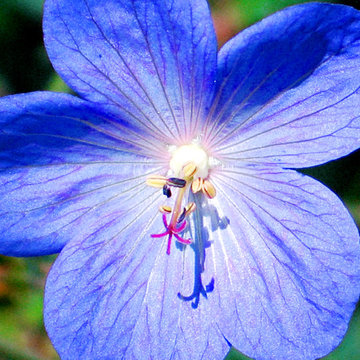 Cranesbill