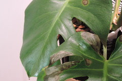 pothos epipremnum aureum Pothos (Epipremnum aureum) – Plantology USA