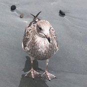 Gino DeMarco's photo