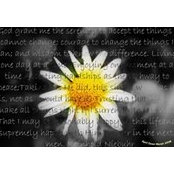 Denise Darrah's photo