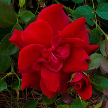 Majesty™ Shrub Rose Rosa 'Radliv' PP#20244