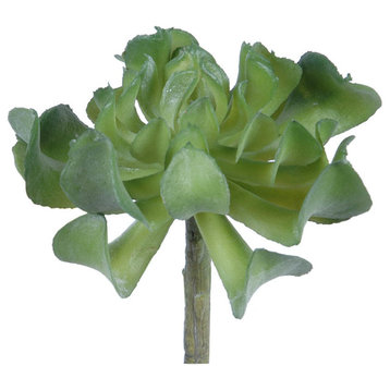 Alocasia Succulent (Pack Of 24)