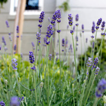 Jardinería