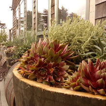 succulents