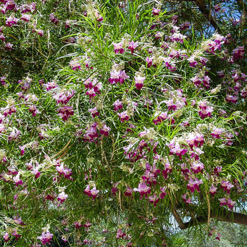 Southwestern Plants