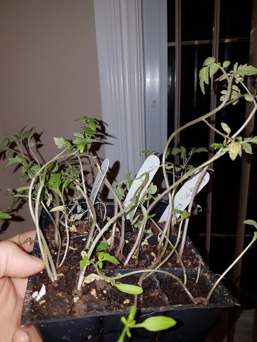 Spindly Tomatoes doomed or not? + Peppers/Eggplants Growth?