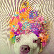 Foto de Ginger Williams
