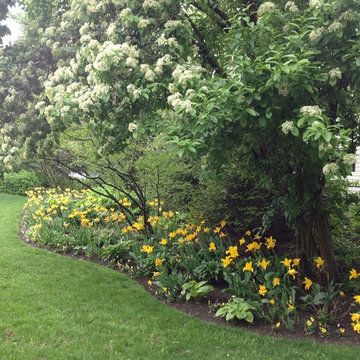 Shade Garden with 'West Point' Tulips