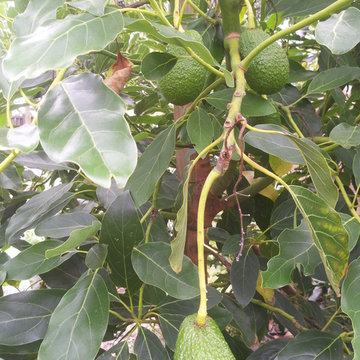 Entertainment and 100% Edible Planting