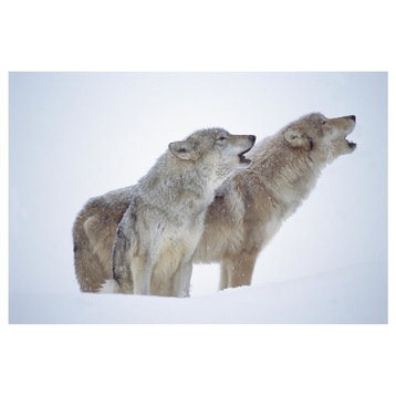 "Timber Wolves portrait of pair howling, snow, North America" Paper Art, 20"x14"