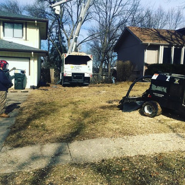 Dillon Stump Grinding Ash Trees