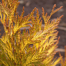 plants for garden