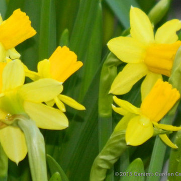 Bulbs