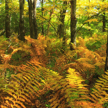 Thomas Darling Preserve at Two-Mile Run